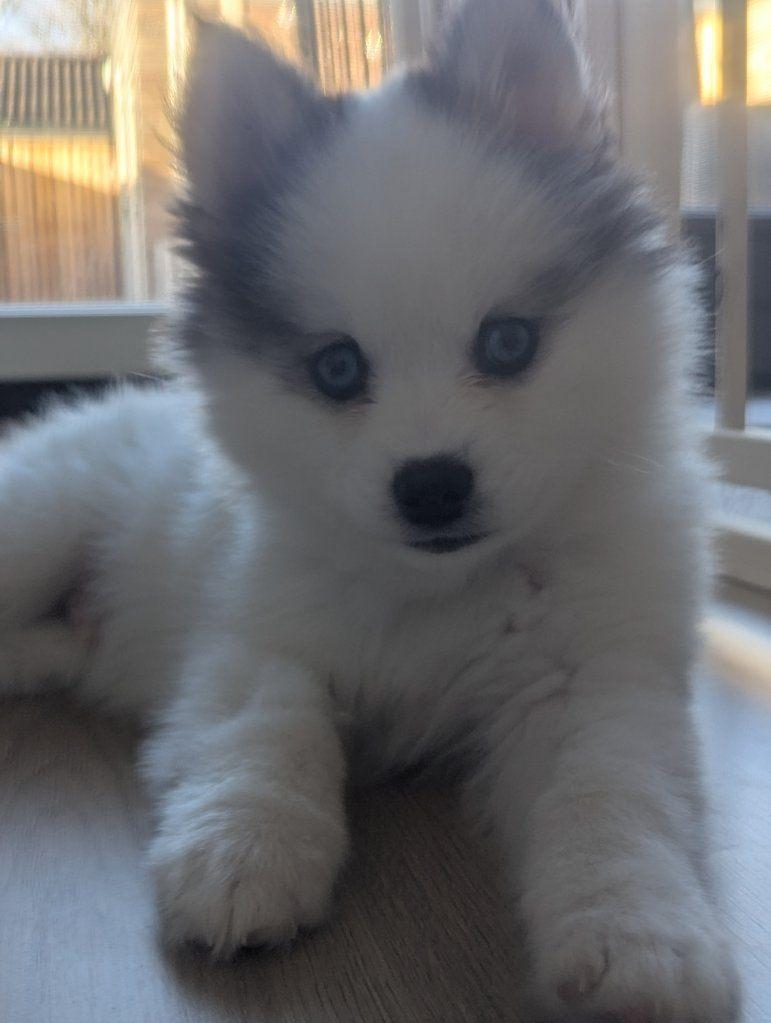 Allerliefste Pomsky pup (reu) van 15 weken oud, Parvo, 8 tot 15 weken, Eén hond, Nederland