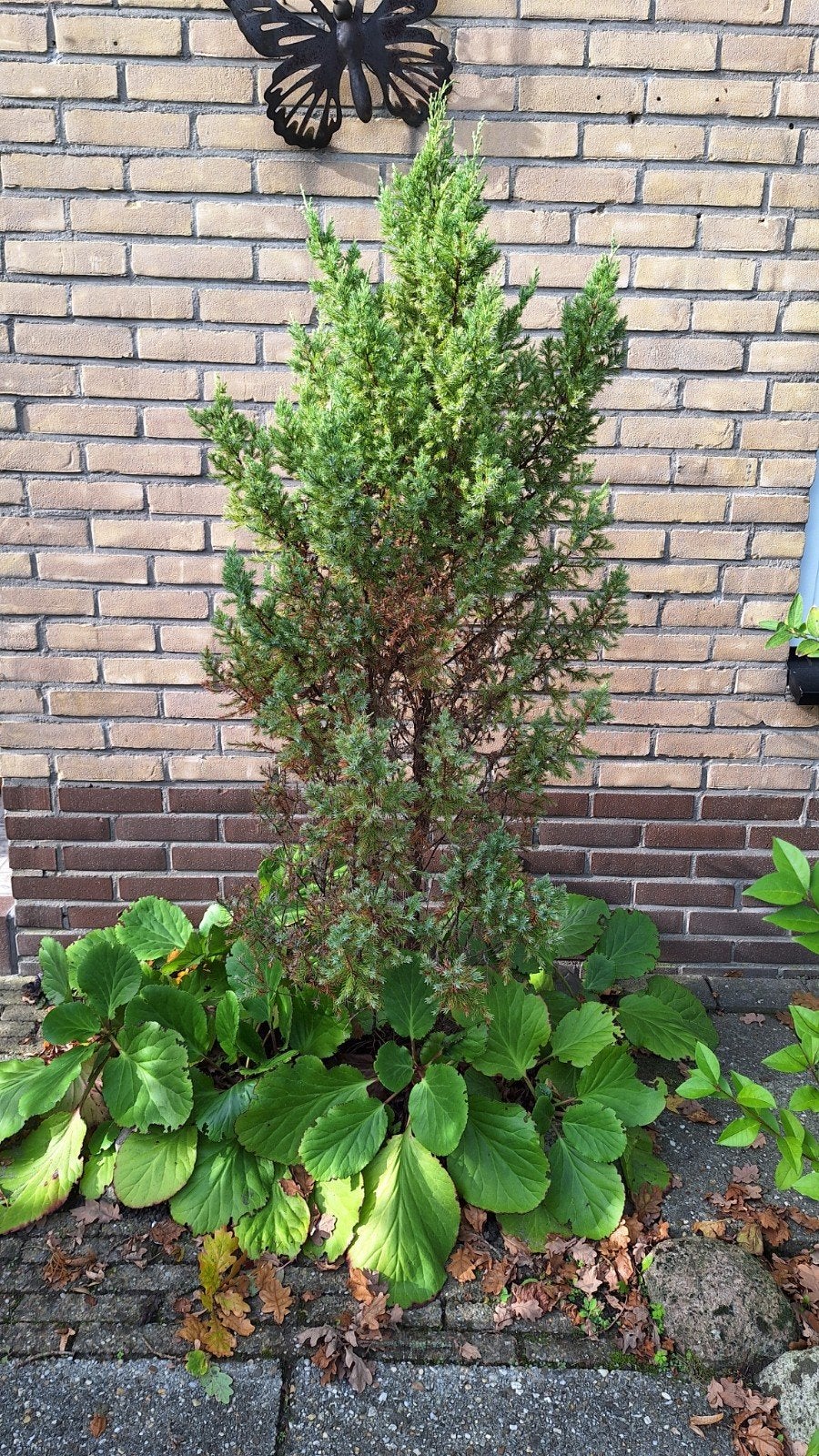 Jeneverbes, Ophalen, Overige soorten, 100 tot 250 cm