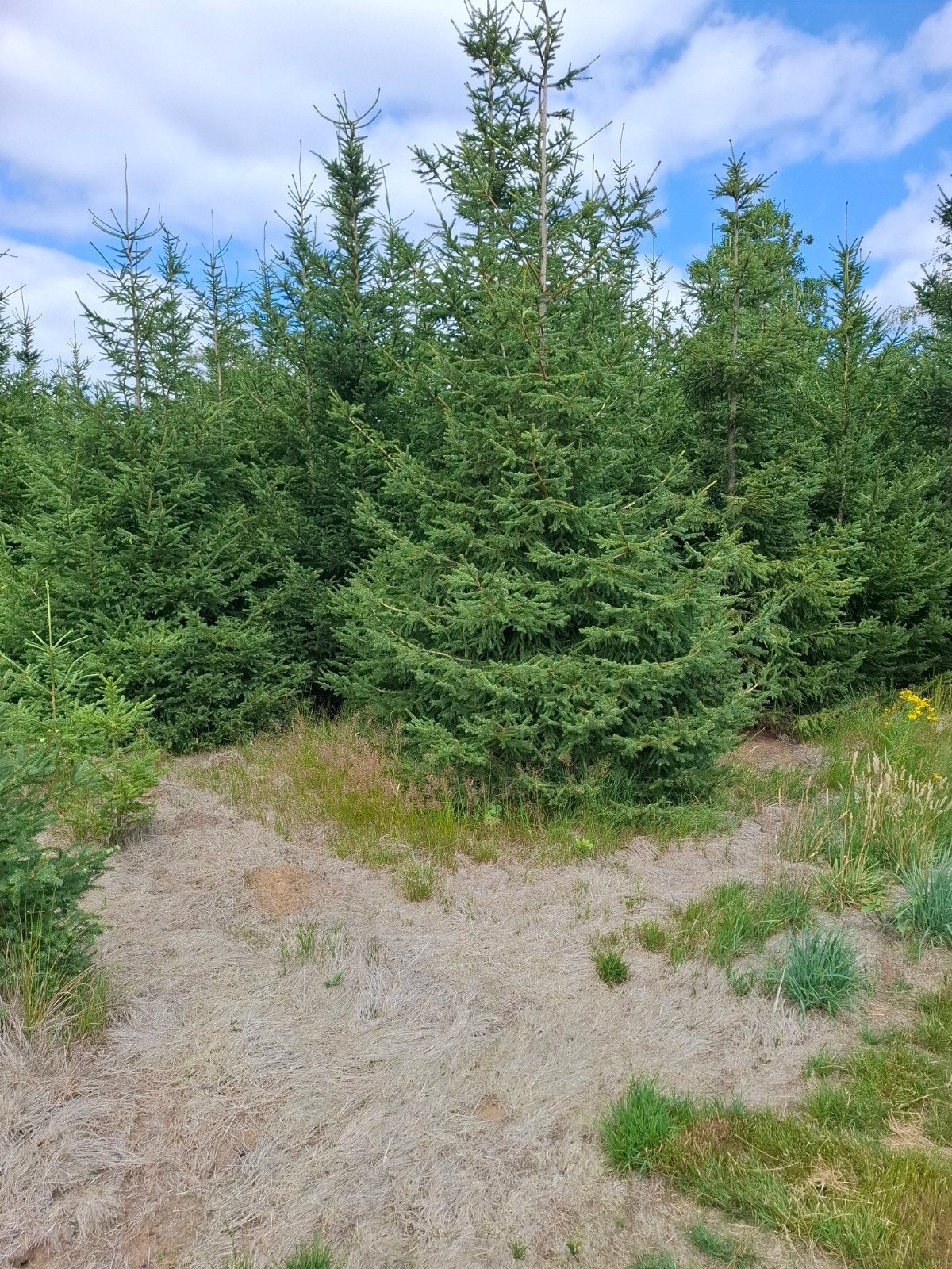 kerstbomen, Tuin en Terras, Ophalen of Verzenden, Volle zon, Overige soorten