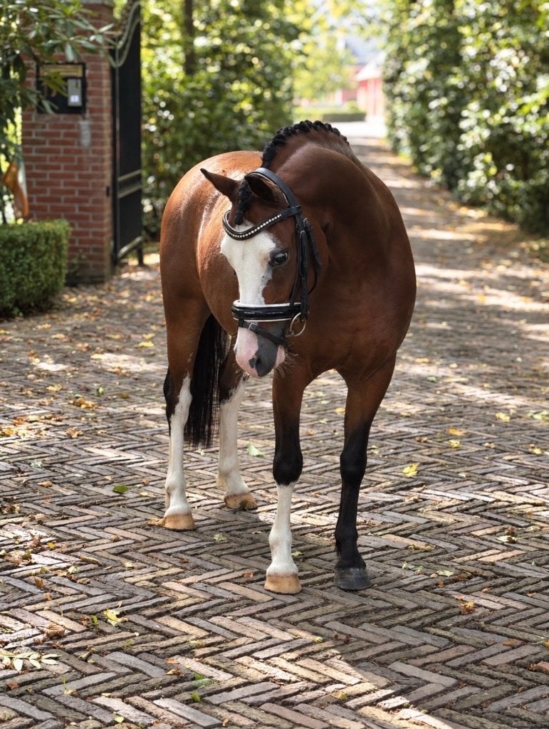 Tum Tum, Met stamboom, Ruin, Zadelmak, 3 tot 6 jaar