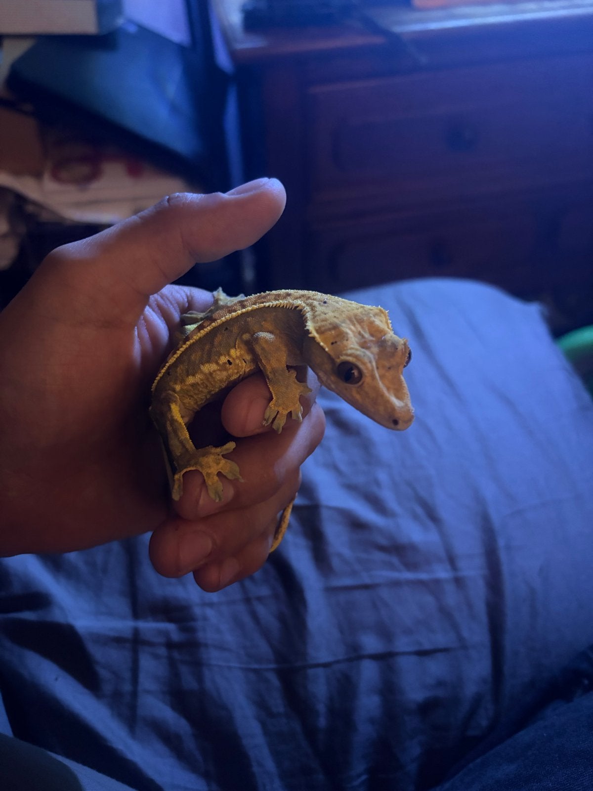 Wimper gekko met bio actief terrarium Crested Gecko photo 6