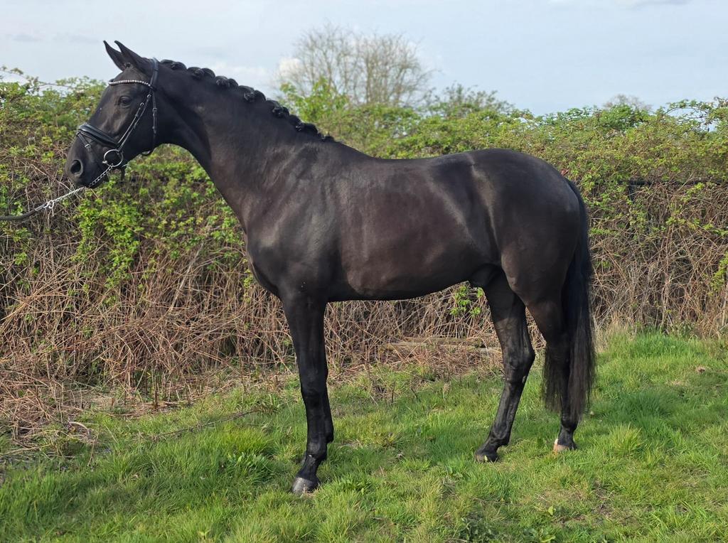 Bloedmooie lieve driejarige te koop, Ruin