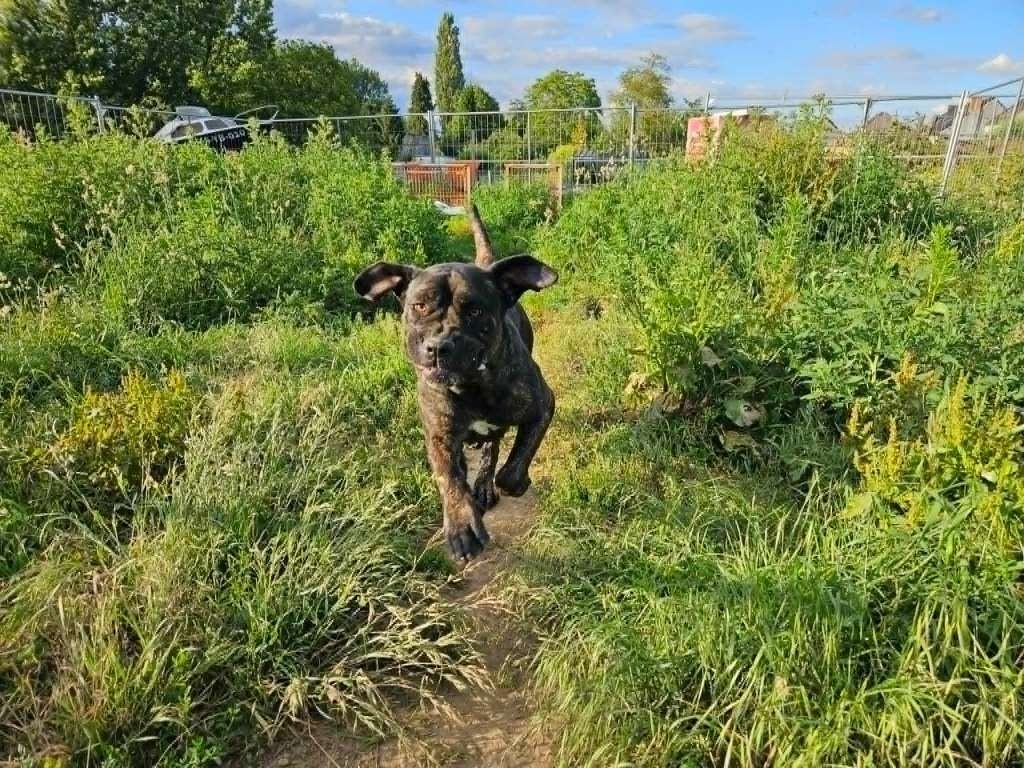 Forever Home, Dieren en Toebehoren, Particulier, Overige rassen, Buitenland, Teef