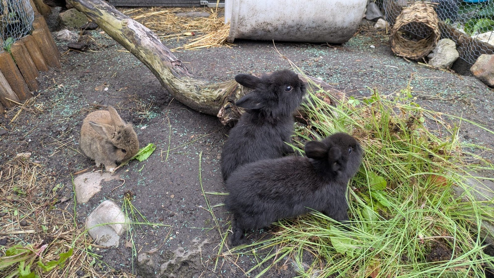 Lieve konijntjes(ram), mogen nu weg, Dieren en Toebehoren, Konijnen, Mannelijk, Hangoor