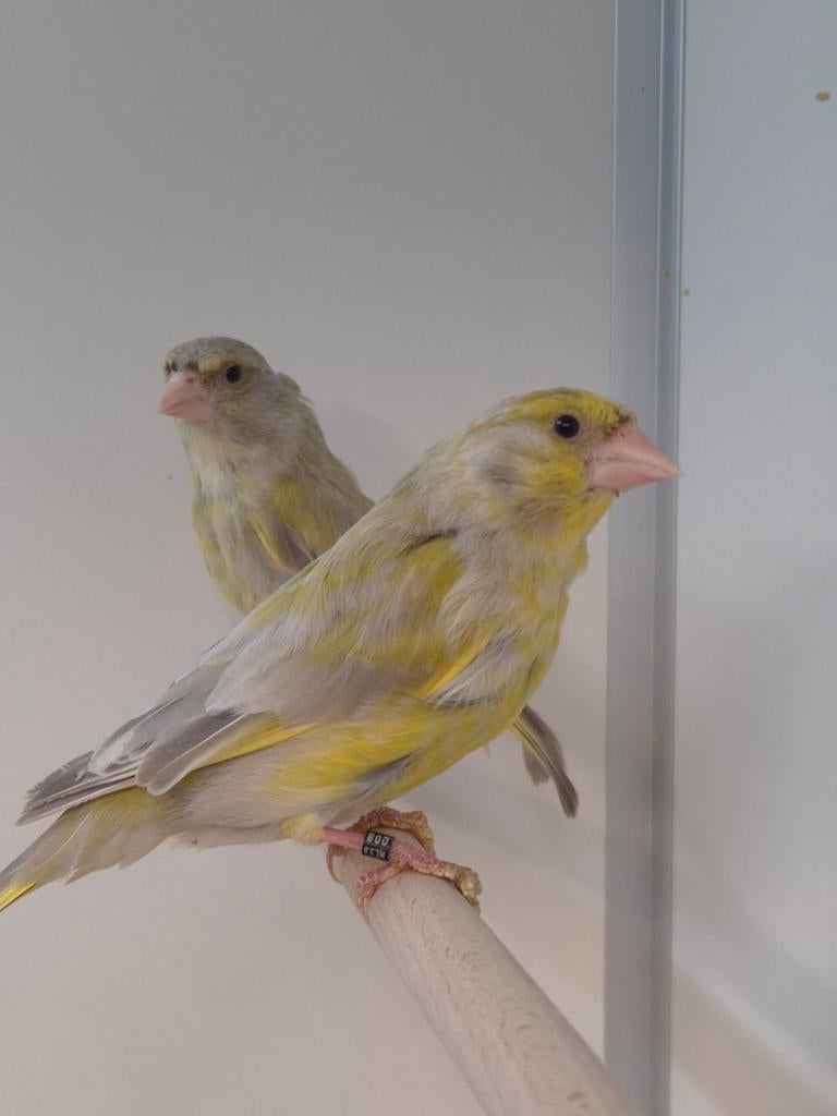 1-1 Europese groenling agaat isabel, Dieren en Toebehoren, Vogels | Overige Vogels, Meerdere dieren, Wildzangvogel, Geringd