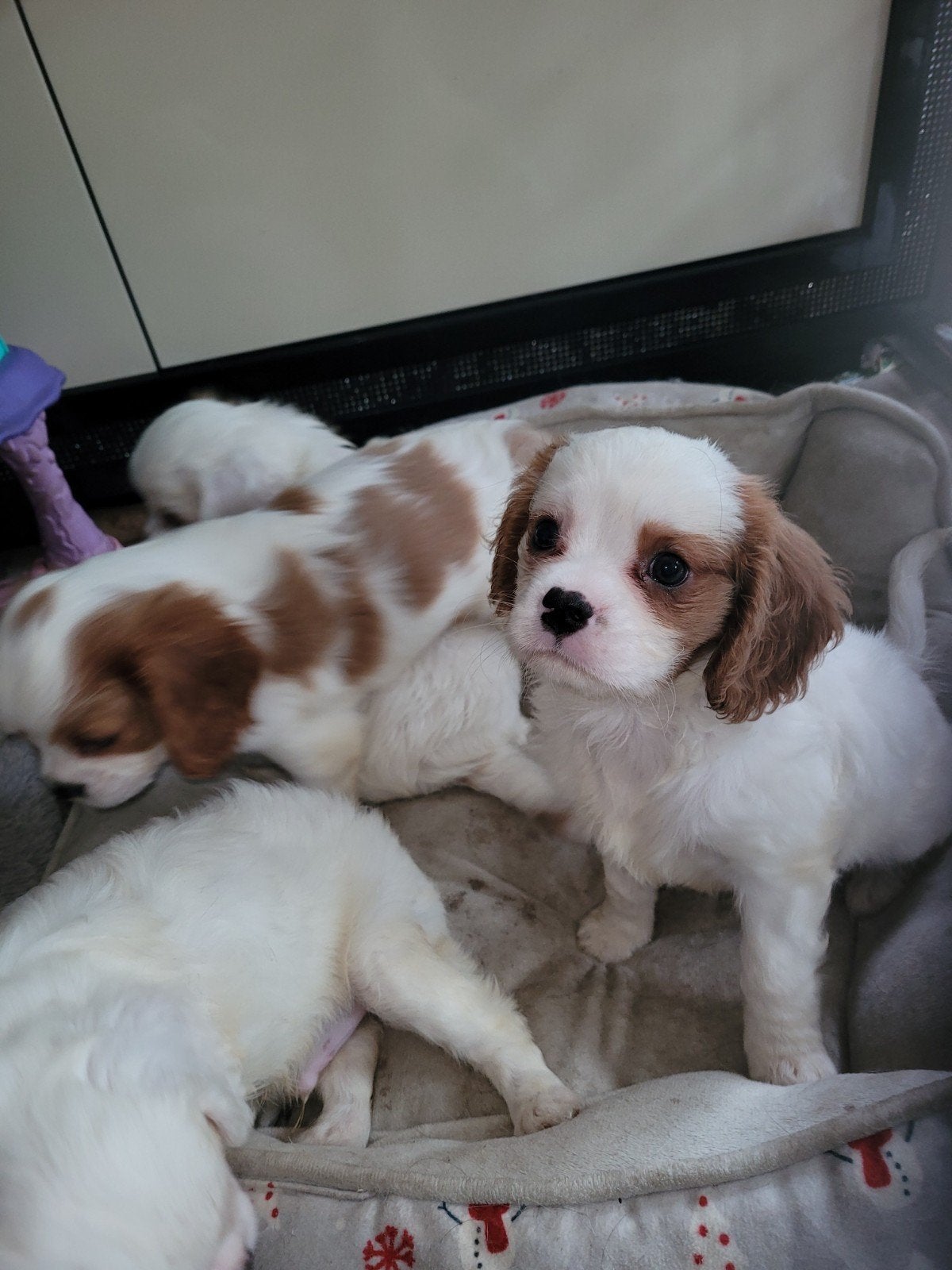 Nog 3 Prachtige cavelier King Charles spaniel puppies, Dieren en Toebehoren, 8 tot 15 weken, Meerdere, Meerdere dieren, Nederland