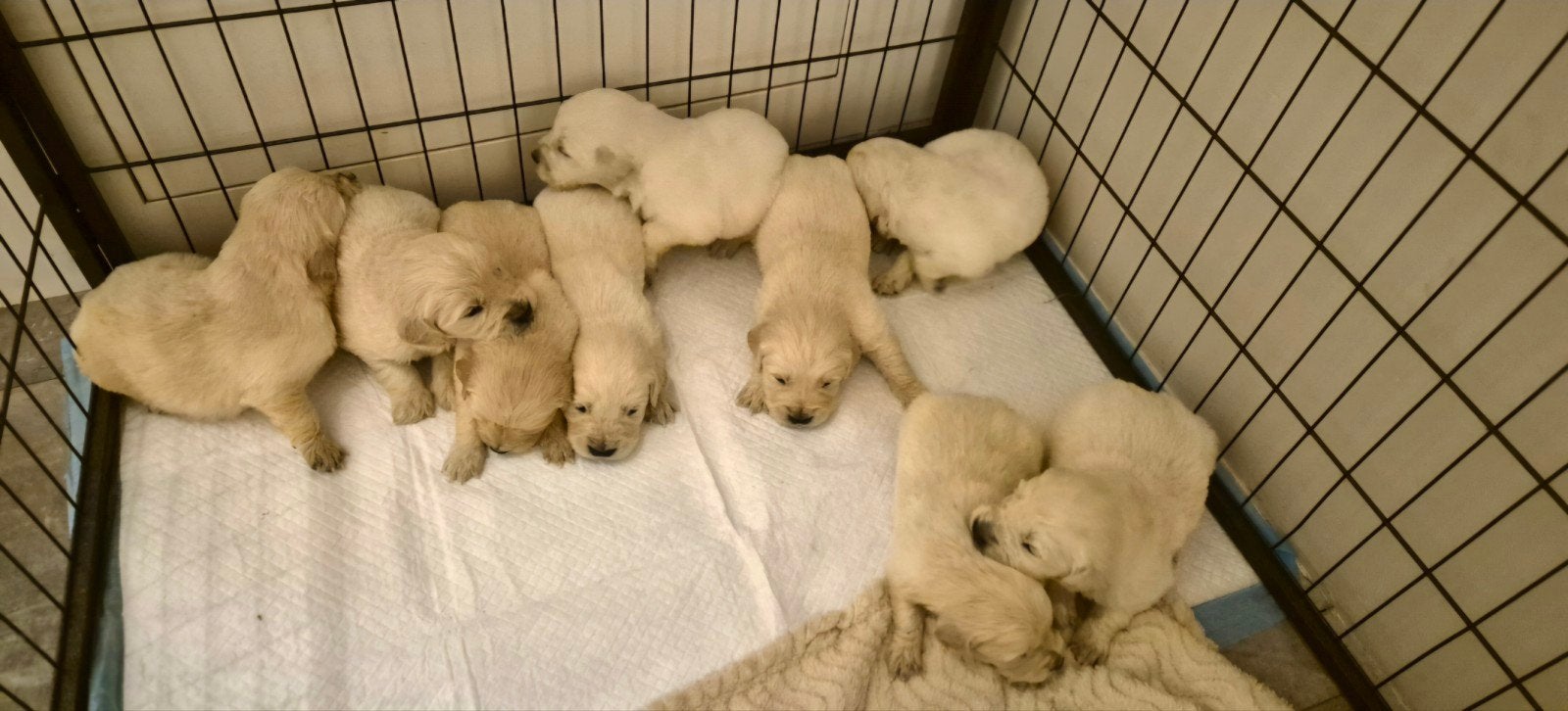 Golden retriever Pups, Dieren en Toebehoren, Golden retriever, 8 tot 15 weken, Meerdere dieren, Eén hond