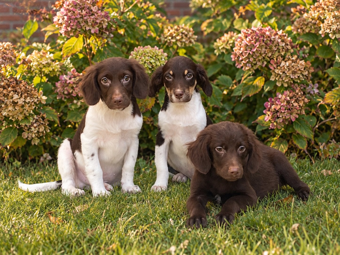 Hele mooie Labrador x Friese Stabij pups, Dieren en Toebehoren, Nederland, CDV (hondenziekte), 8 tot 15 weken, Meerdere