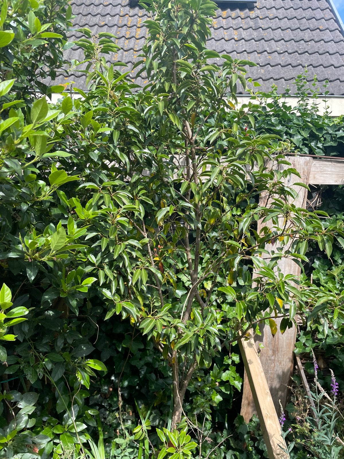 Groene boom / sruik portugese laurier, Volle zon, Vaste plant, Bloeit niet, Ophalen