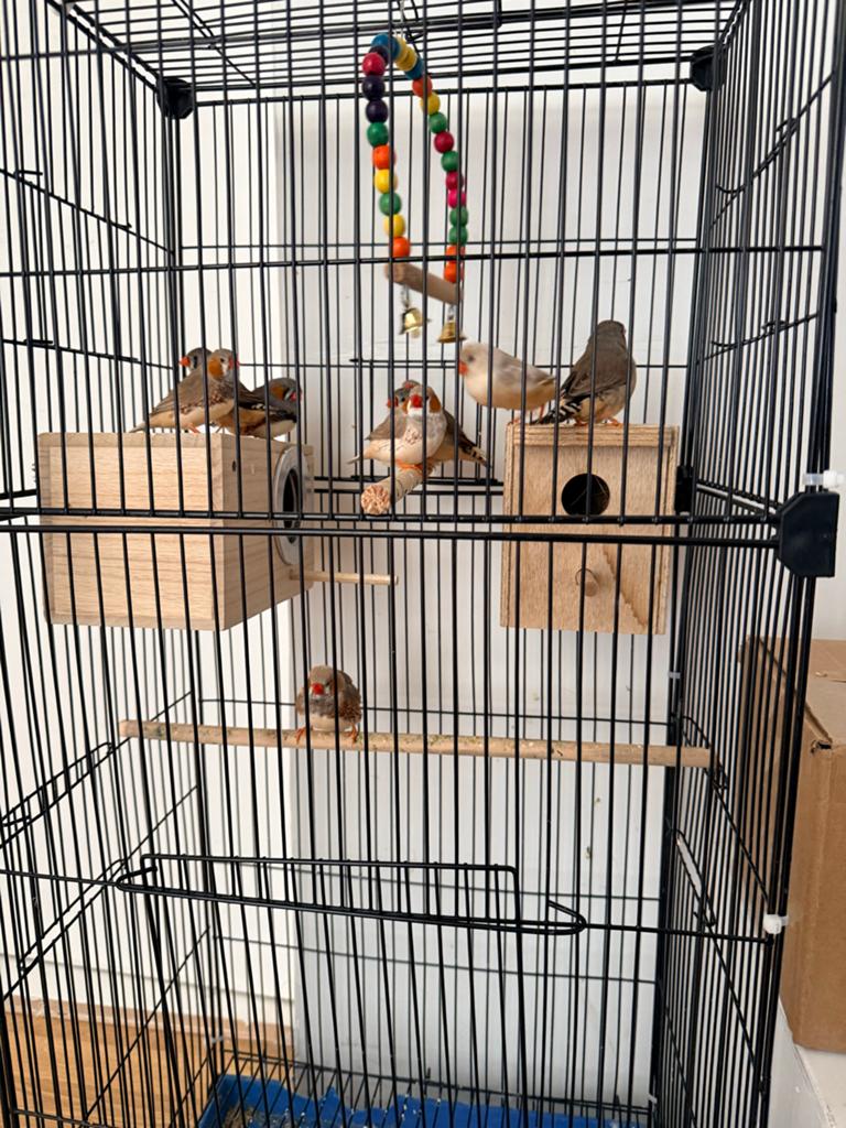 Te koop brodie koppels finches 4 pairs 1 extra mail, Dieren en Toebehoren, Ophalen, Vogelkooi