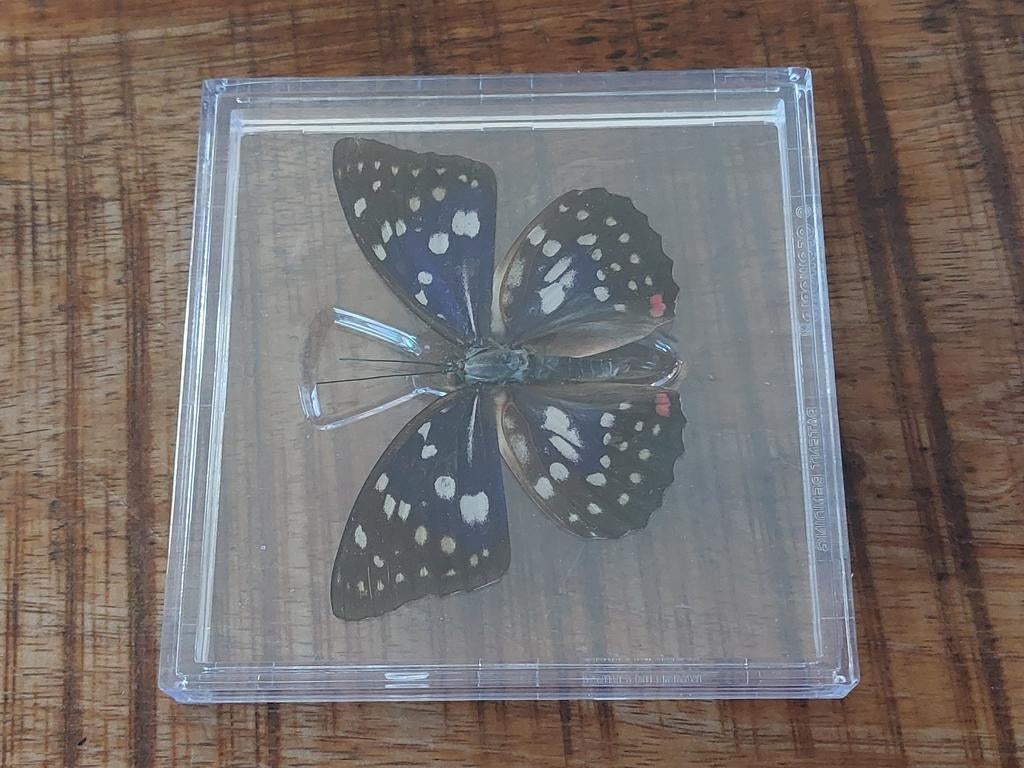 Prachtige opgezette vlinder in display, Verzamelen, Dierenverzamelingen, Ophalen of Verzenden, Nieuw, Insect, Opgezet dier