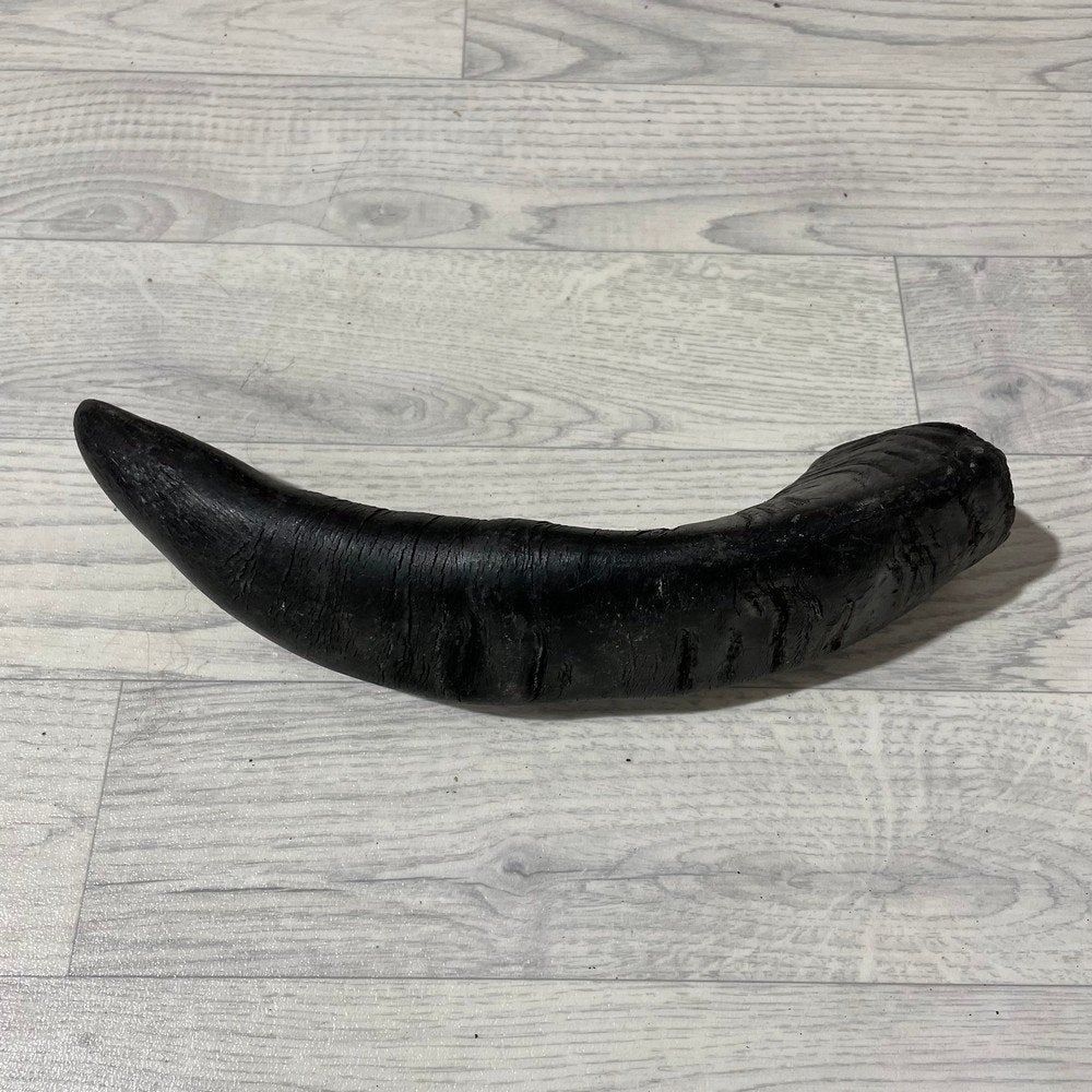 Waterbuffel hoorn los 35cm nr 291 | Lederstore, Ophalen of Verzenden, Nieuw, Boerderijdier, Gewei of Kop