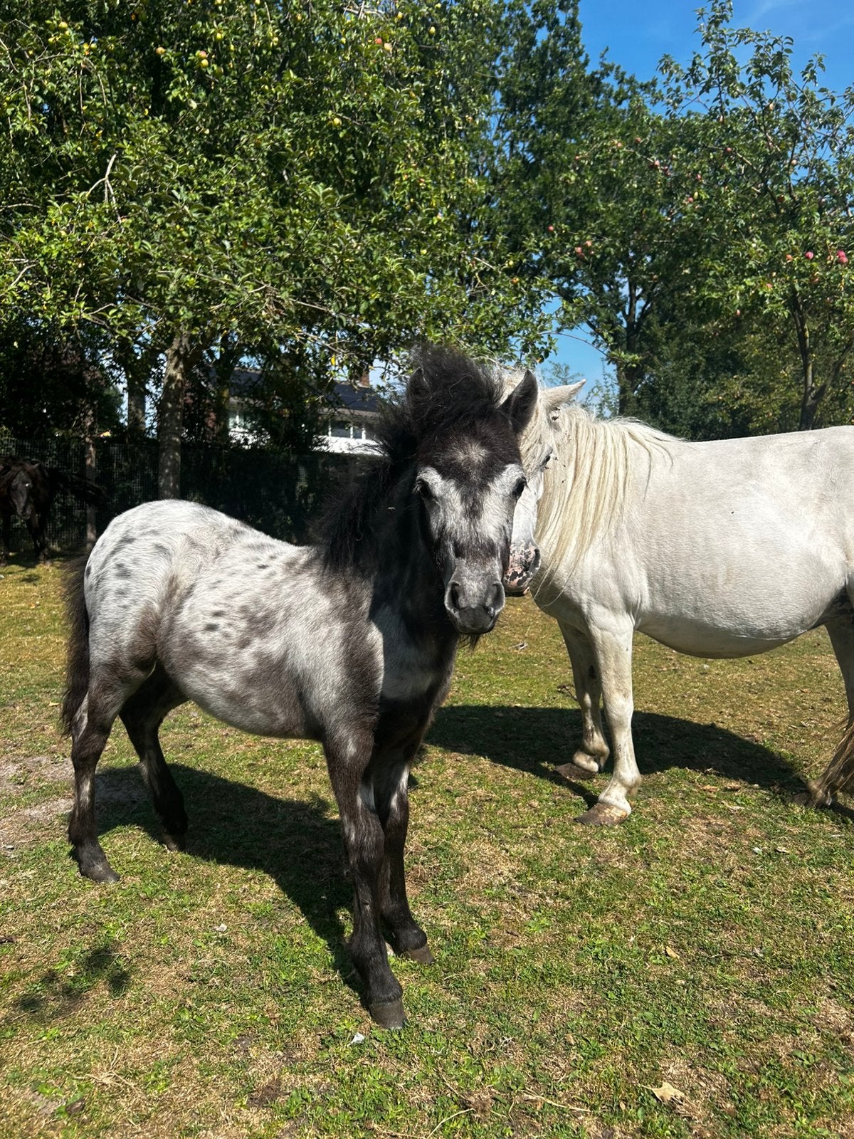 Appaloosa veulens/jaarlingen, Dieren en Toebehoren, Pony's, Meerdere dieren, A pony (tot 1.17m), Gechipt, 0 tot 2 jaar