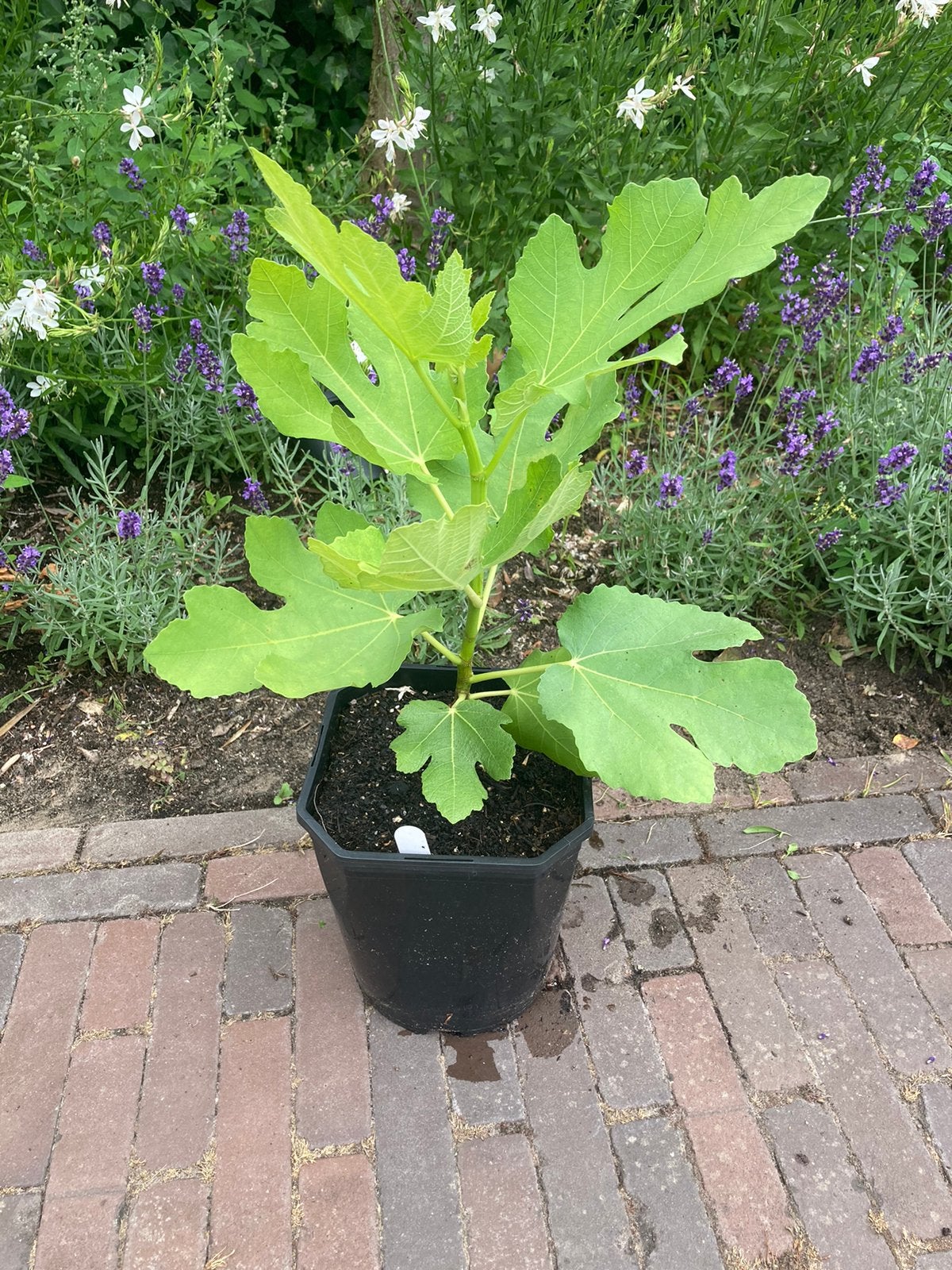 Vijgenboom “Kútfeji lila” (zeldzaam), Minder dan 100 cm, Volle zon, In pot, Ophalen of Verzenden