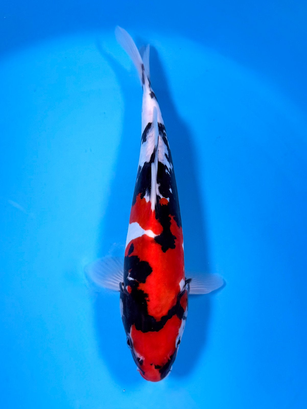 HQ Tateshita Doitsu Showa 25-30cm Conias, Karper of Koi