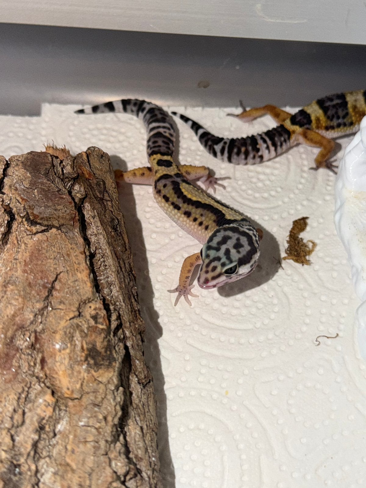 Black night x tangerine luipaardgekko’s, Dieren en Toebehoren, Hagedis, 0 tot 2 jaar