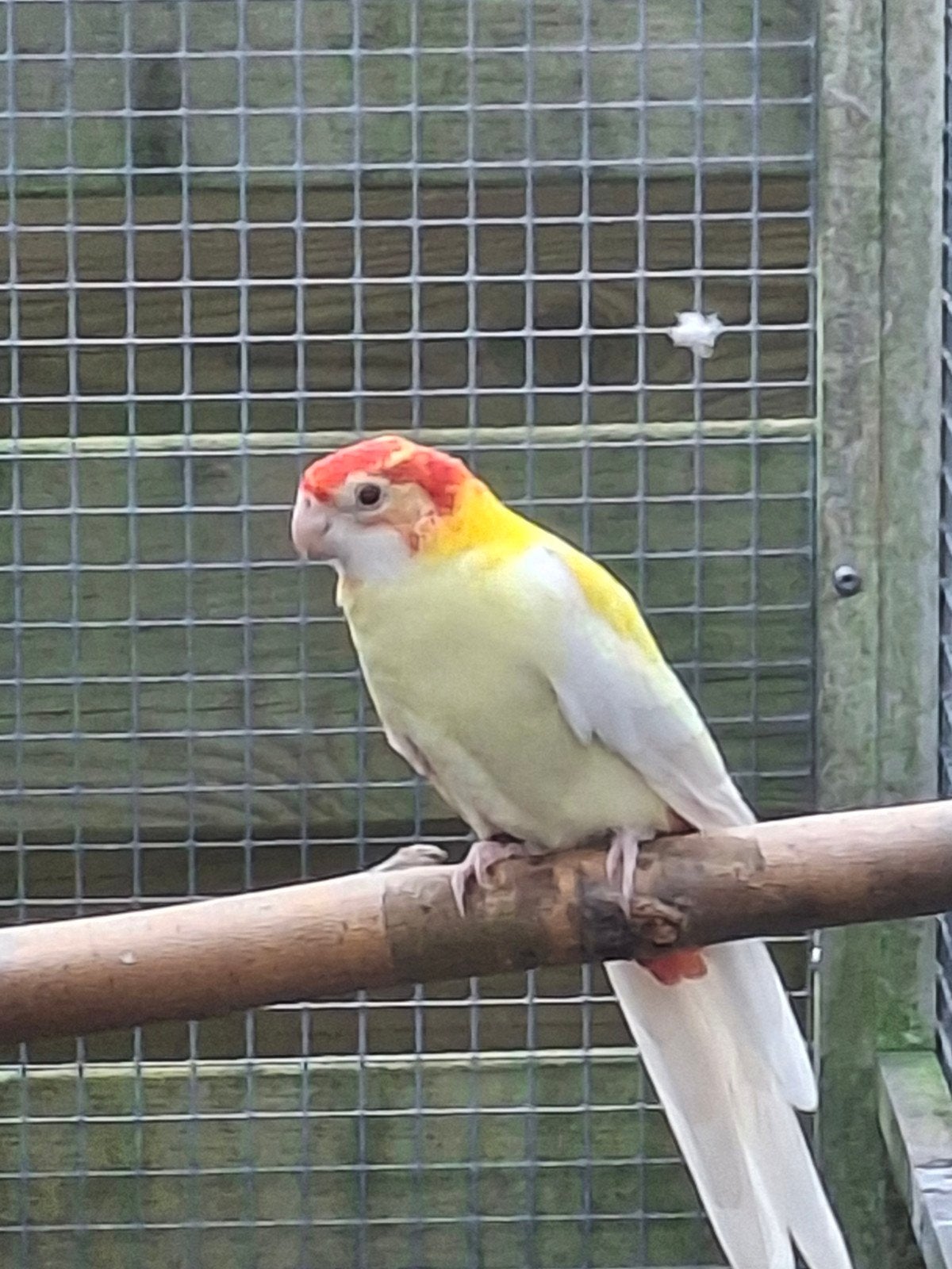 mutatie bleekkop rosella's, Dieren en Toebehoren, Meerdere dieren, Parkiet, Geringd