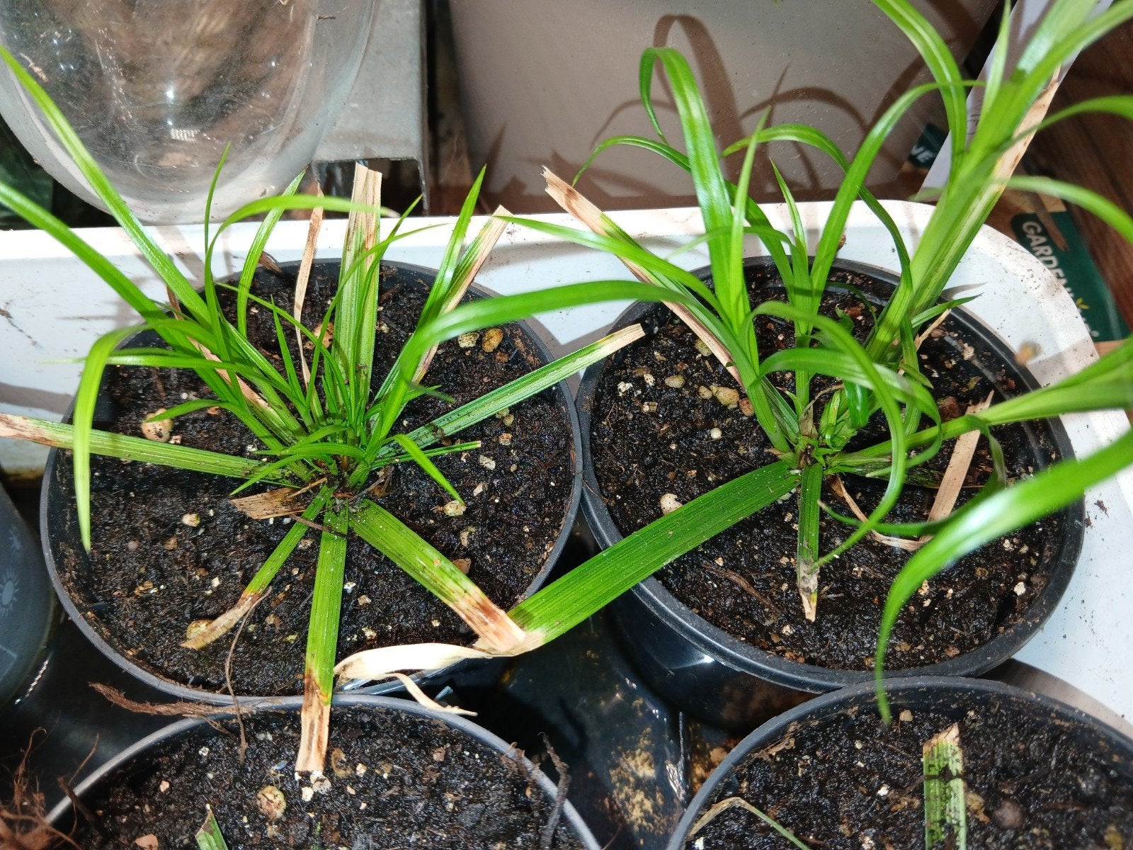 Cyperus Alternifolius, parapluplant, Ophalen, In pot, Halfschaduw, Minder dan 100 cm