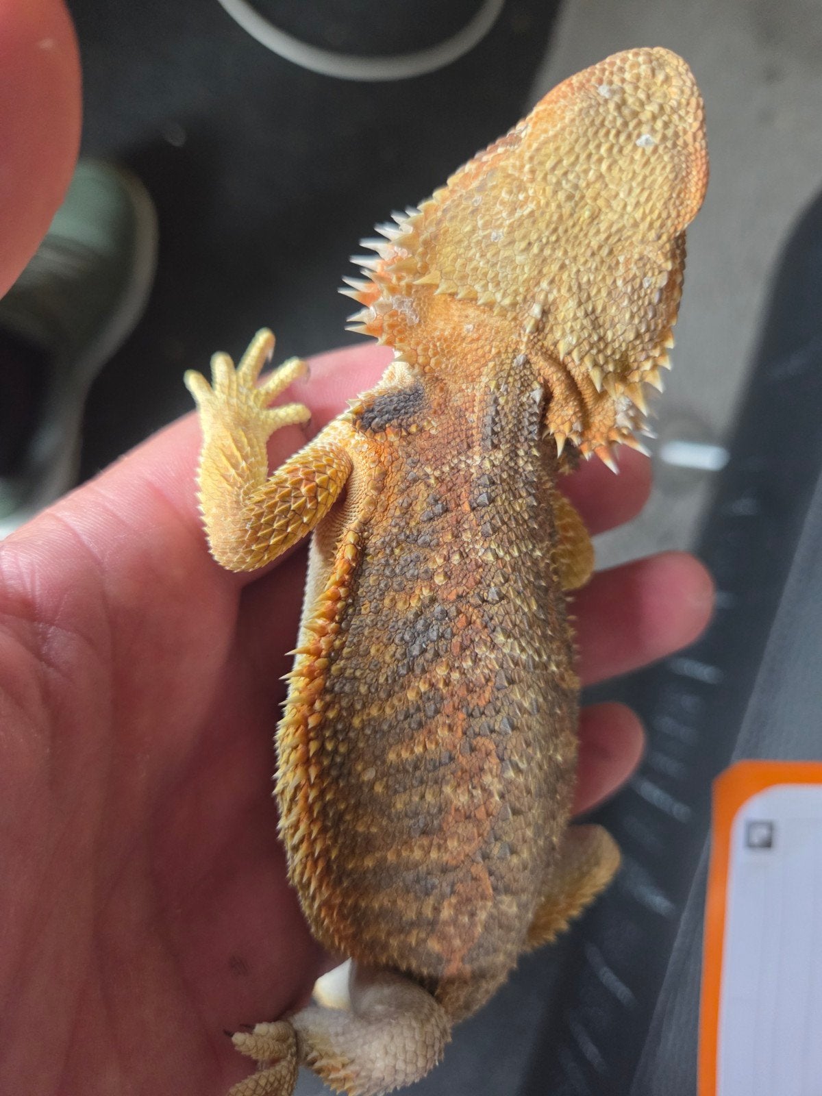 Baardagaam Pogona Vitticeps Citrus Orange Blue Bar Bearded Dragon photo 2
