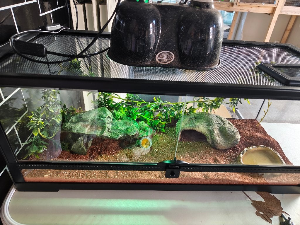 Baby gekko met ingericht terrarium en dag en nacht lamp, Ophalen, Zo goed als nieuw