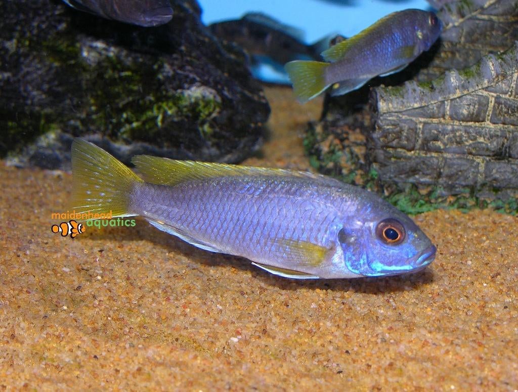 koppel  acei yellow tail malawichcilde 10cm te koop, Dieren en Toebehoren, Vissen | Aquariumvissen, Vis, Zoetwatervis