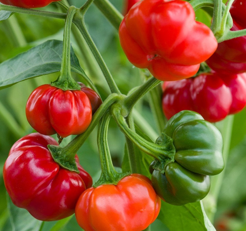 Zaden Pumpkin peper/Pumpkin chilli - Capsicum baccatum, Verzenden, Volle zon