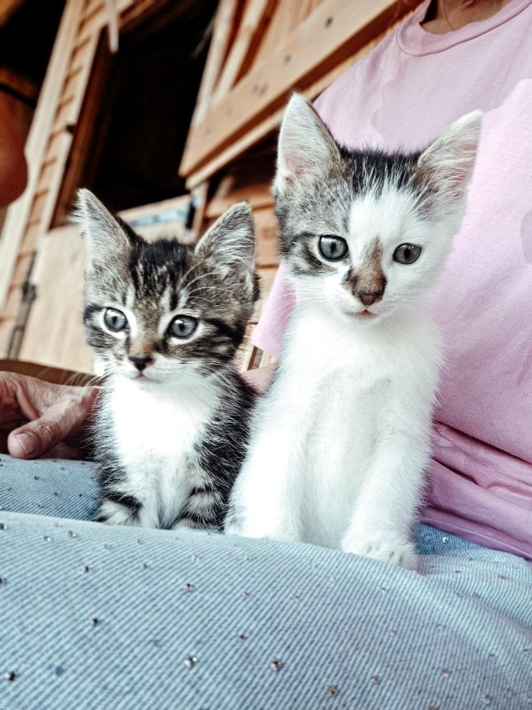 Boerderij kittens te koop, Meerdere dieren, Ontwormd, 0 tot 2 jaar