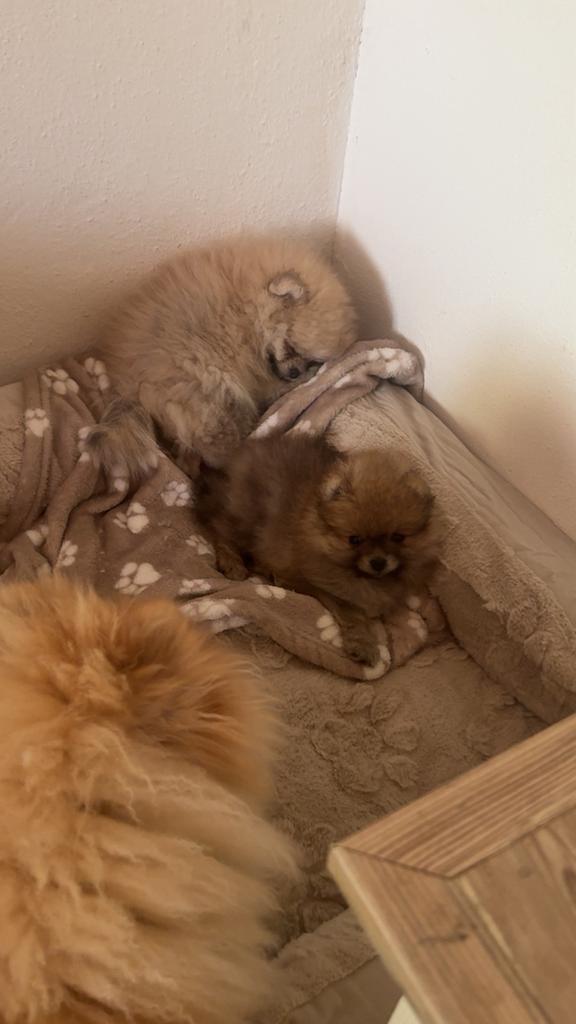 Pomeriaan pups bearface, Dieren en Toebehoren, Keeshond, Handelaar, 8 tot 15 weken, Buitenland