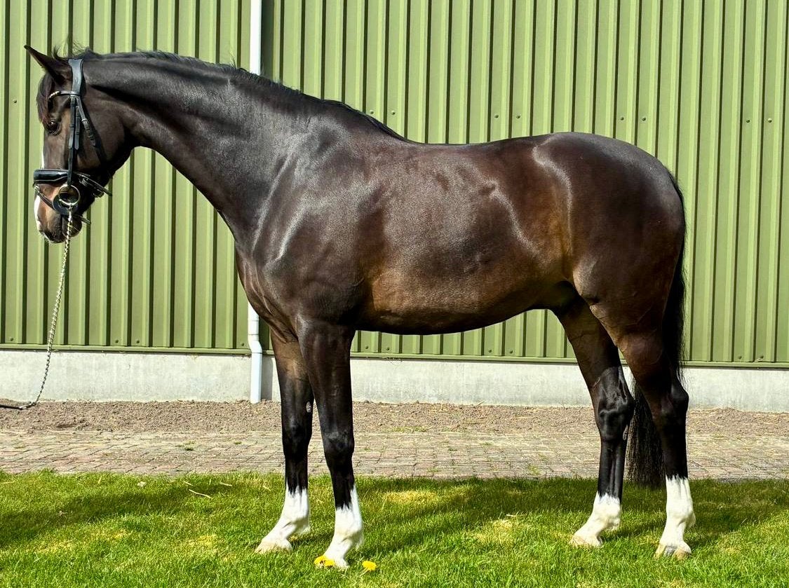 Knappe 9 jarige KWPN ruin, Met stamboom, Ruin, Dressuurpaard, L
