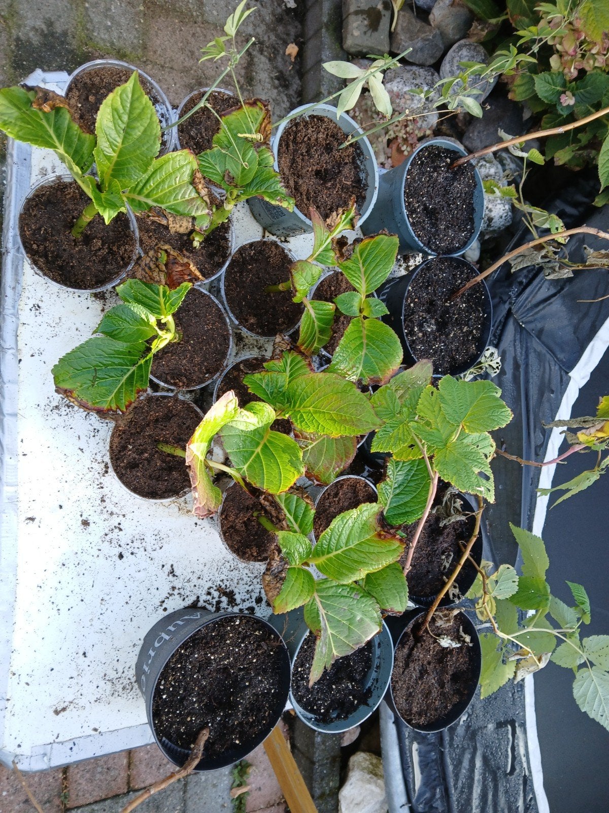 set stekjes, hortensias framboos en passiebloem, Ophalen, Zomer, Fruitplanten, Volle zon