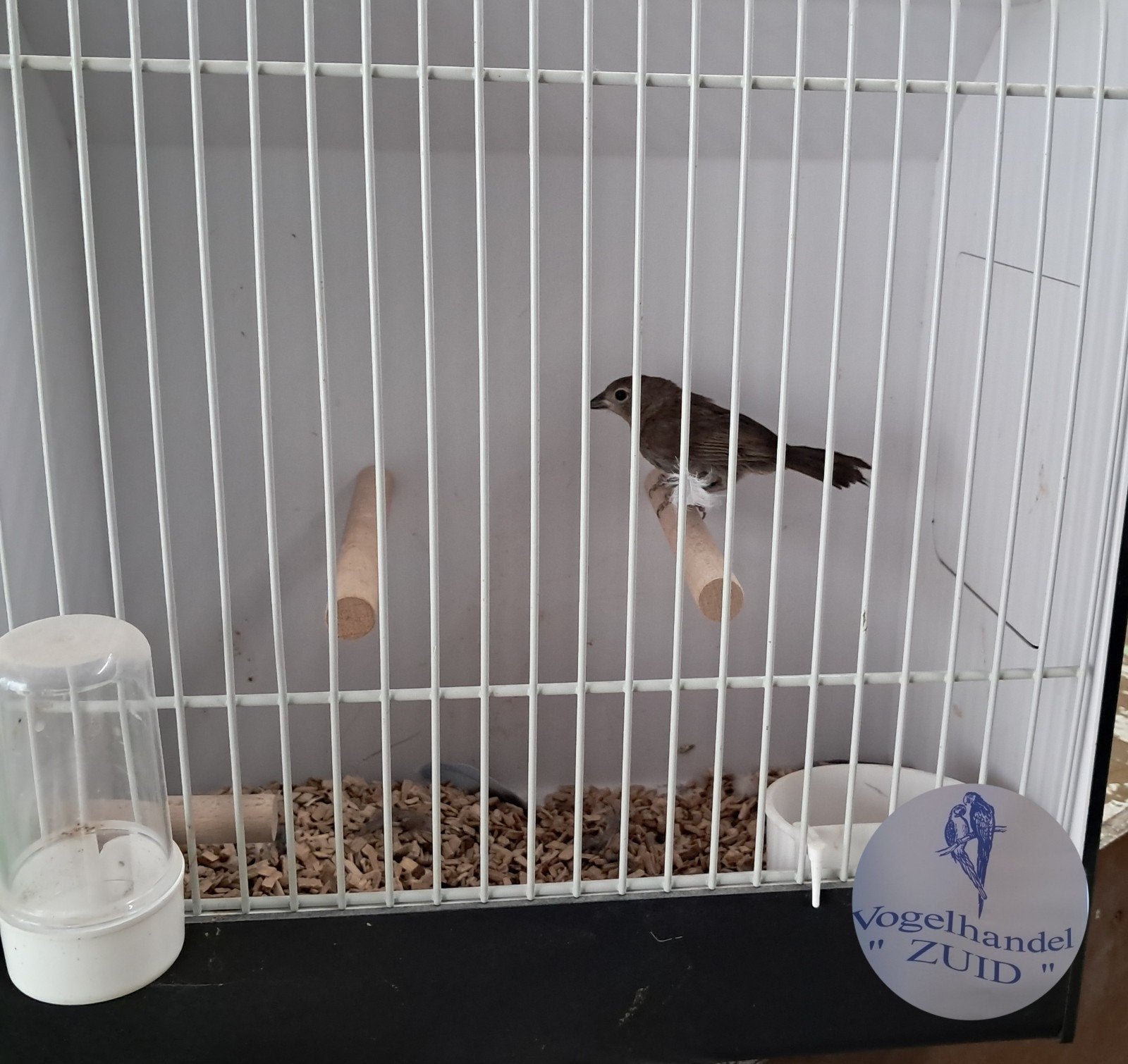 0-1 rode kroonvink, Dieren en Toebehoren, Vogels | Overige Vogels, Meerdere dieren, Tropenvogel, Geringd