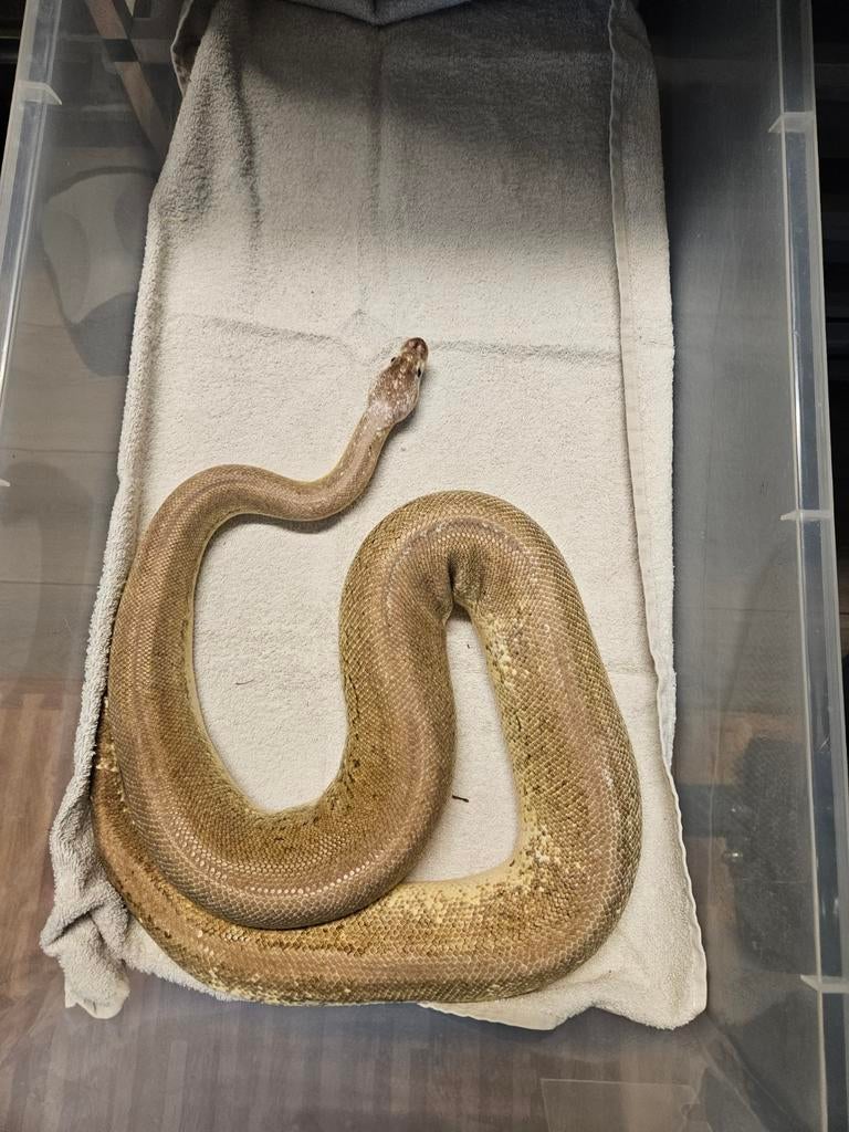 Python regius, Slang, 3 tot 6 jaar