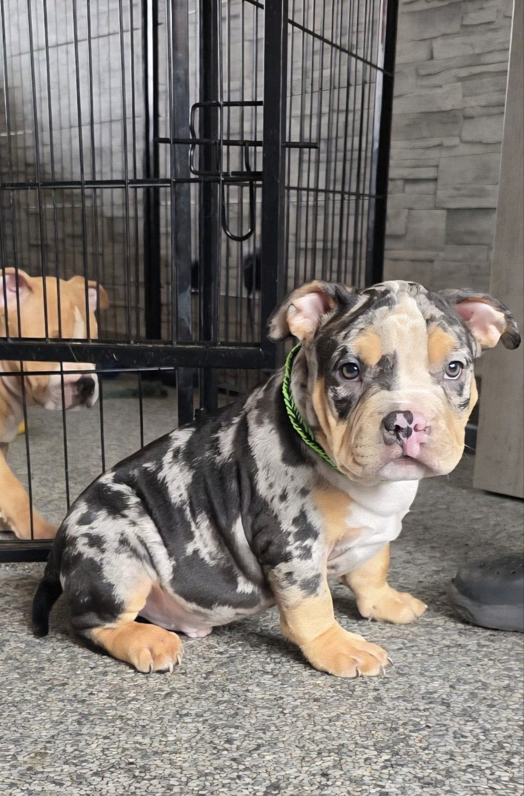 american pocket bullys met DBKC stamboom, België, Particulier, Overige rassen, 8 tot 15 weken