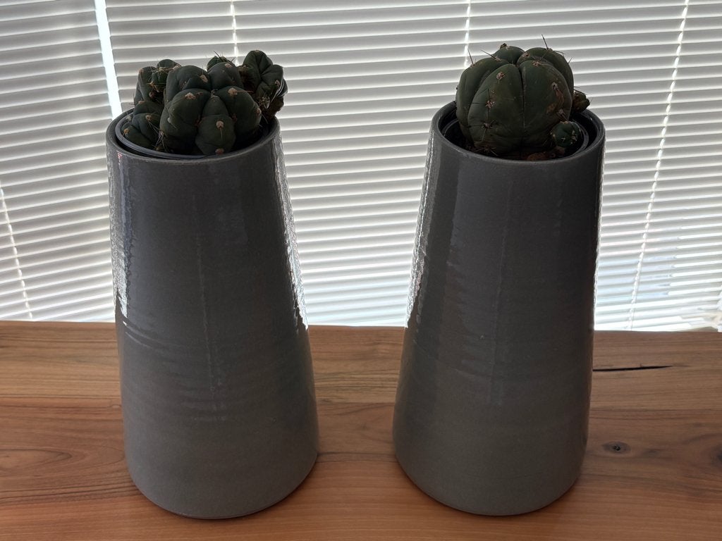 2 Cactussen in hoge groene Mica potten, Ophalen, Minder dan 100 cm, In pot, Cactus