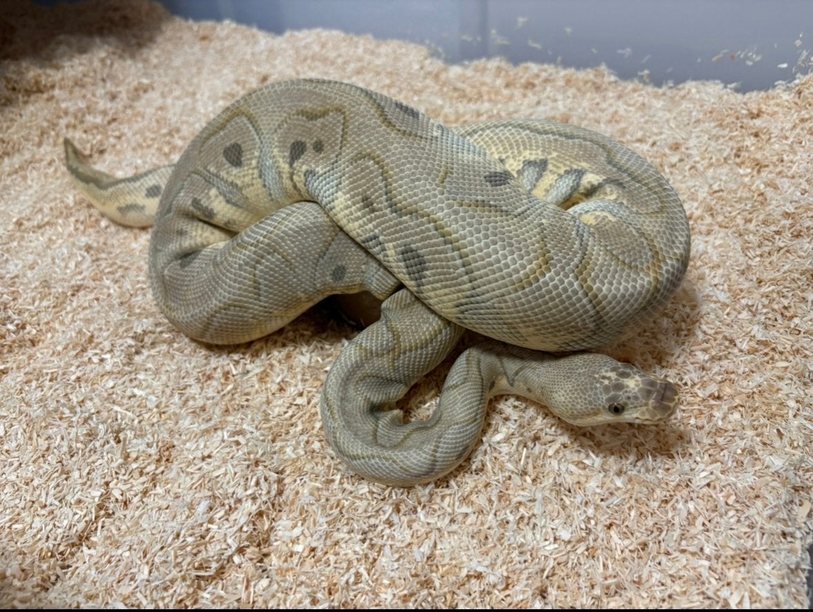 Mooi kweek koppel clown ball python regius te koop Ball Python photo 3
