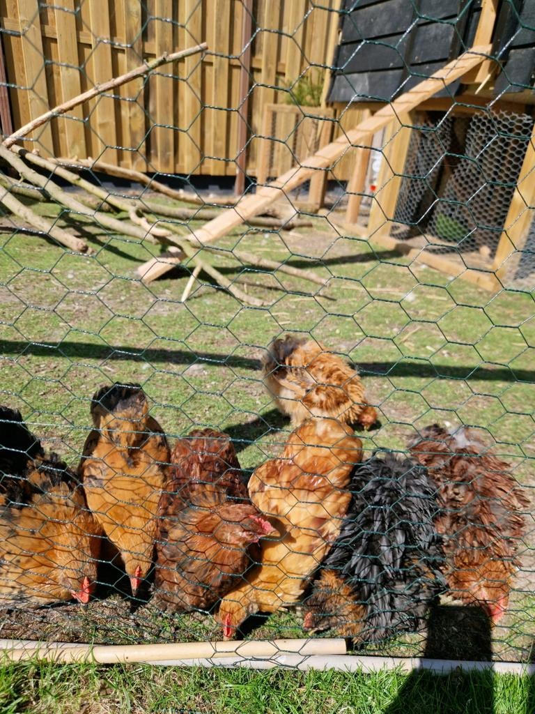 Cochin kriel hanen, Mannelijk, Kip