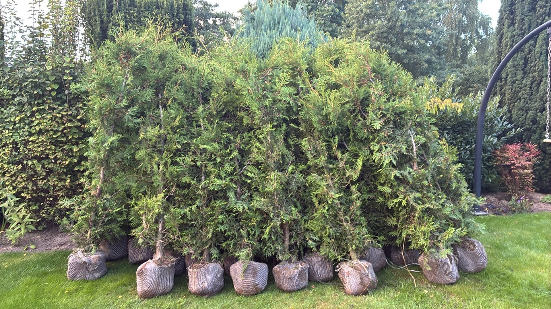 Conifeer brabant thuja 2 meter hoog. 23 stuks, Tuin en Terras, Ophalen of Verzenden, Conifeer, 100 tot 250 cm