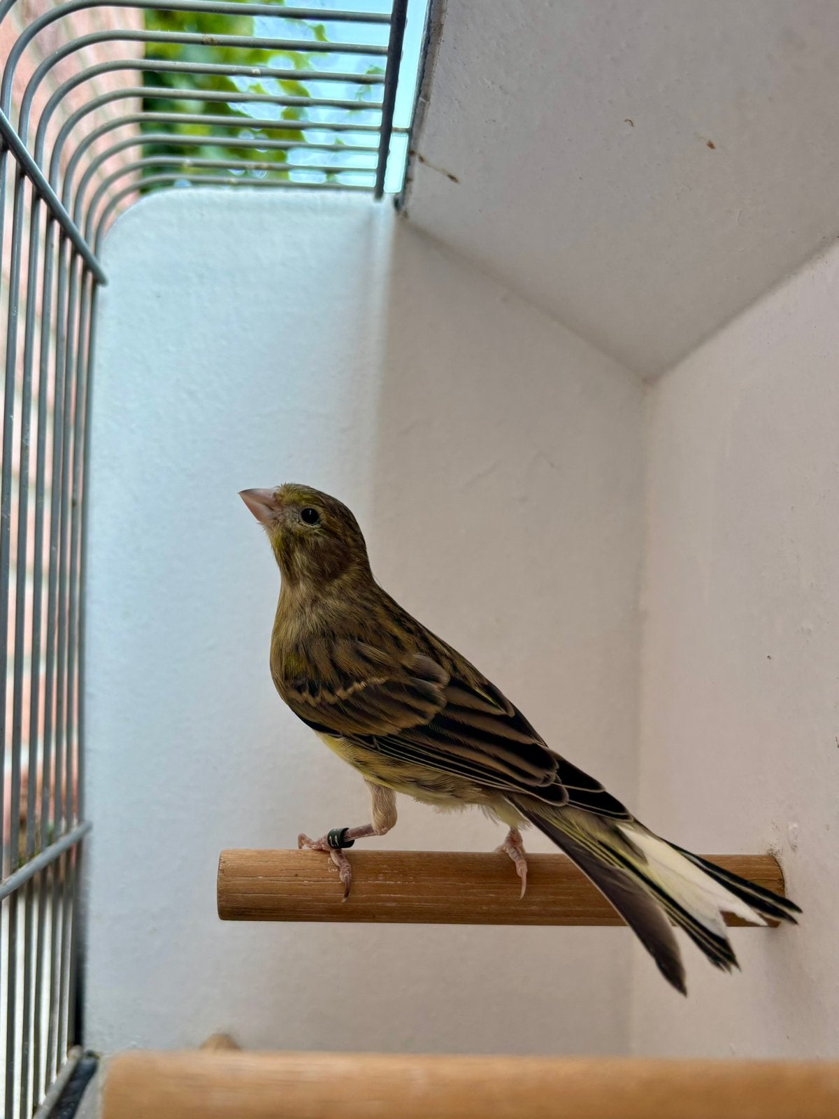 Spaanse Timbrado Kanarie | Pop | 2026 Geringd | Topkwaliteit, Dieren en Toebehoren, Vrouwelijk, Zangkanarie