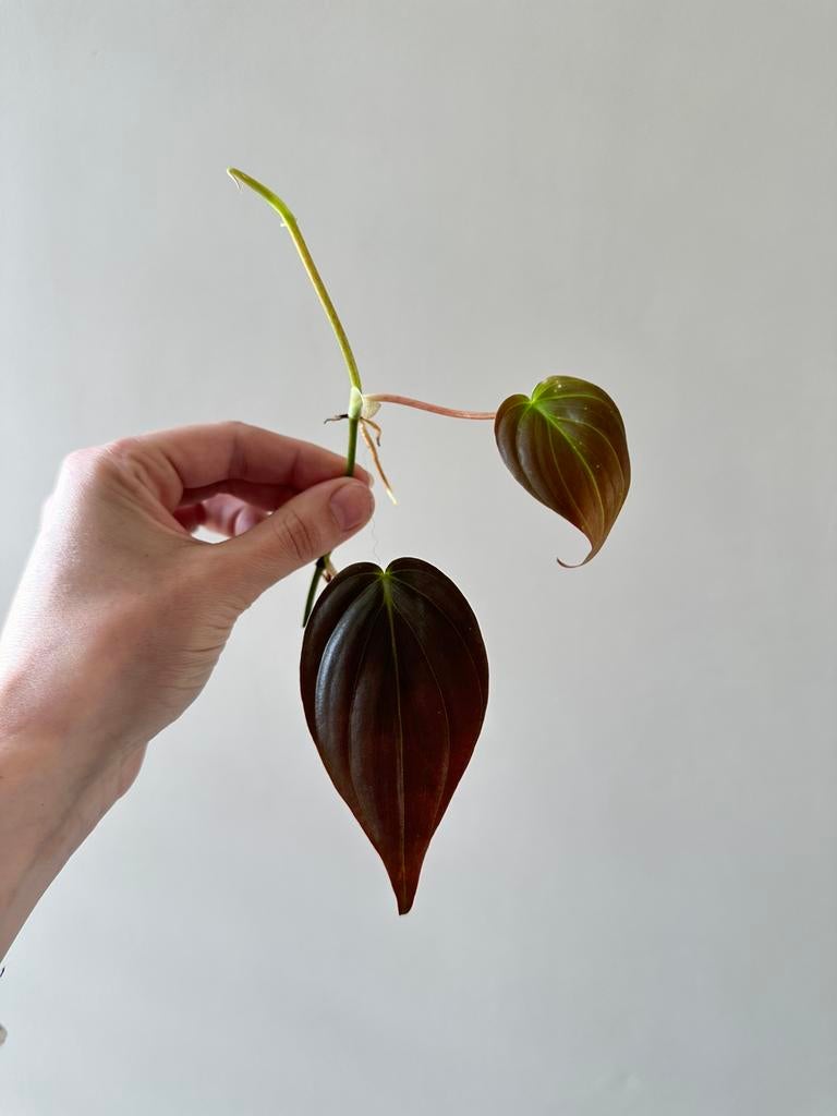 Philodendron micans, Ophalen of Verzenden, Halfschaduw, Minder dan 100 cm