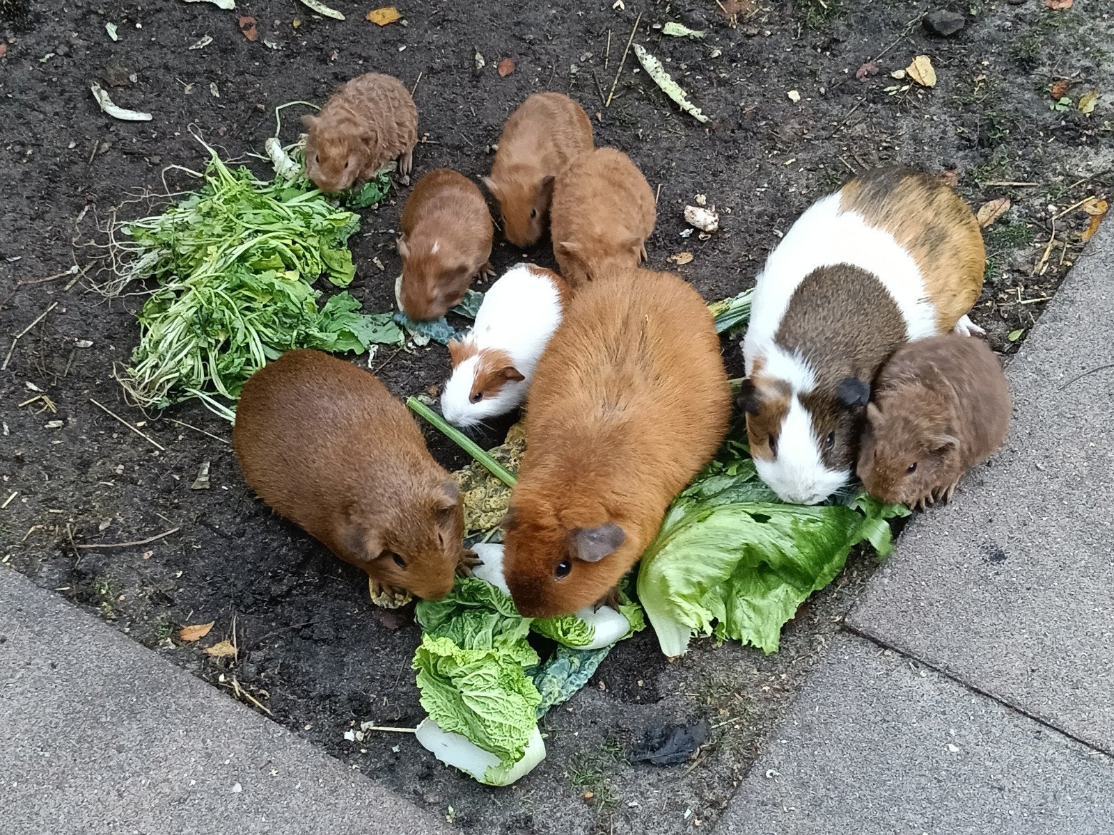 cavia beertjes, Augustus, Mannelijk, Cavia