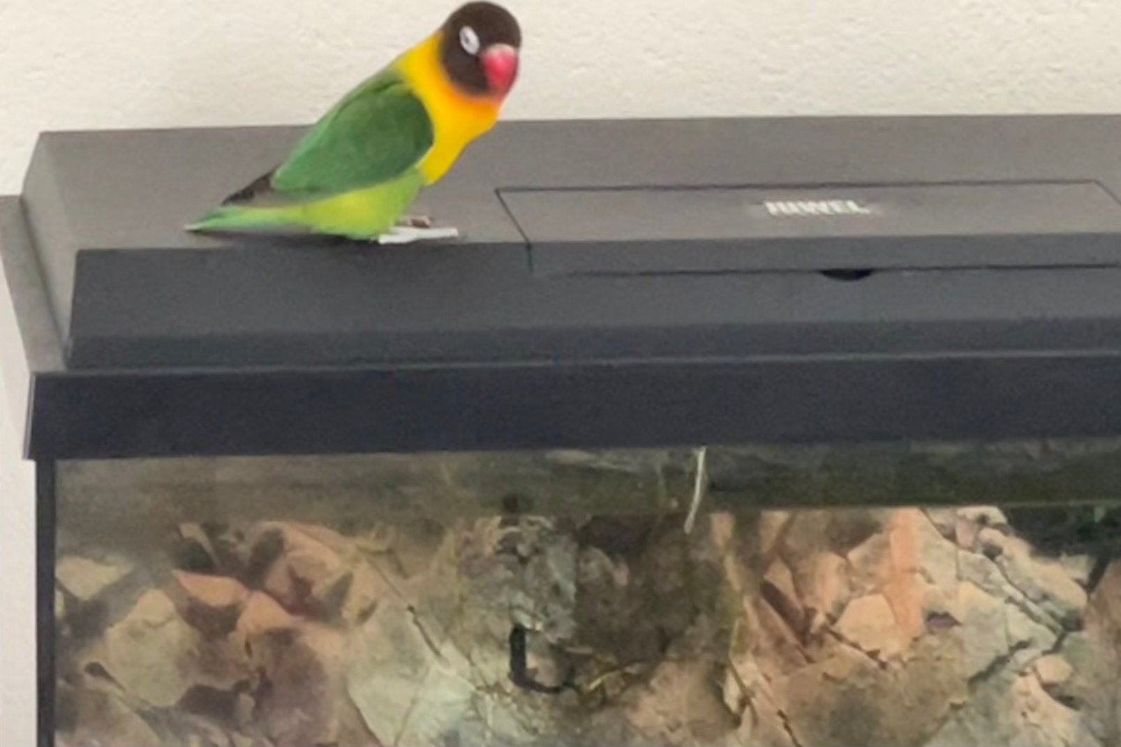 Agapornis Dwergpapegaai Lovebird Handtam, Meerdere dieren, Dwergpapegaai of Agapornis, Tam