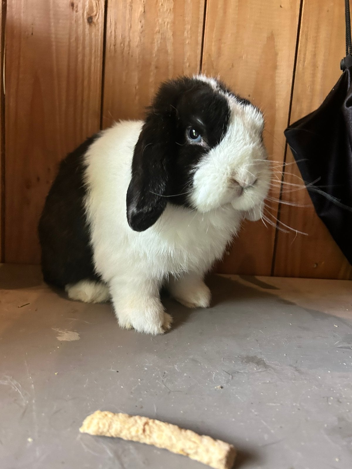 Super lief rammetje te koop!, Dieren en Toebehoren, Mannelijk