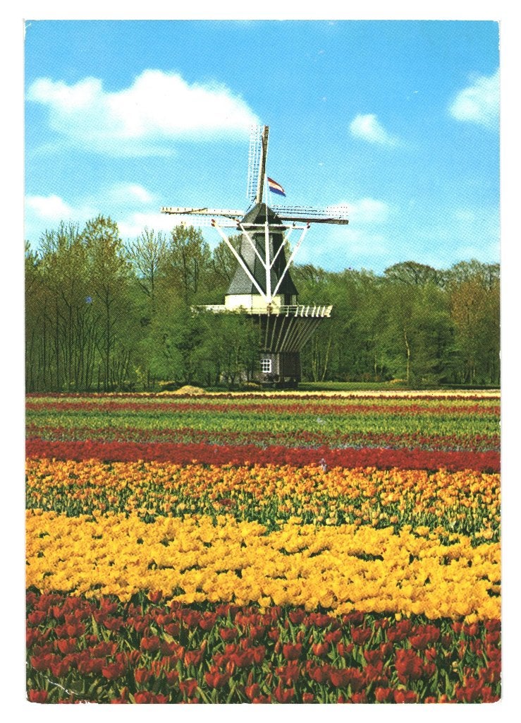 988468 Lisse 1981 Keukenhof zegel Integratie onder vrienden, Ophalen of Verzenden, 1980 tot heden, Gelopen, Zuid-Holland
