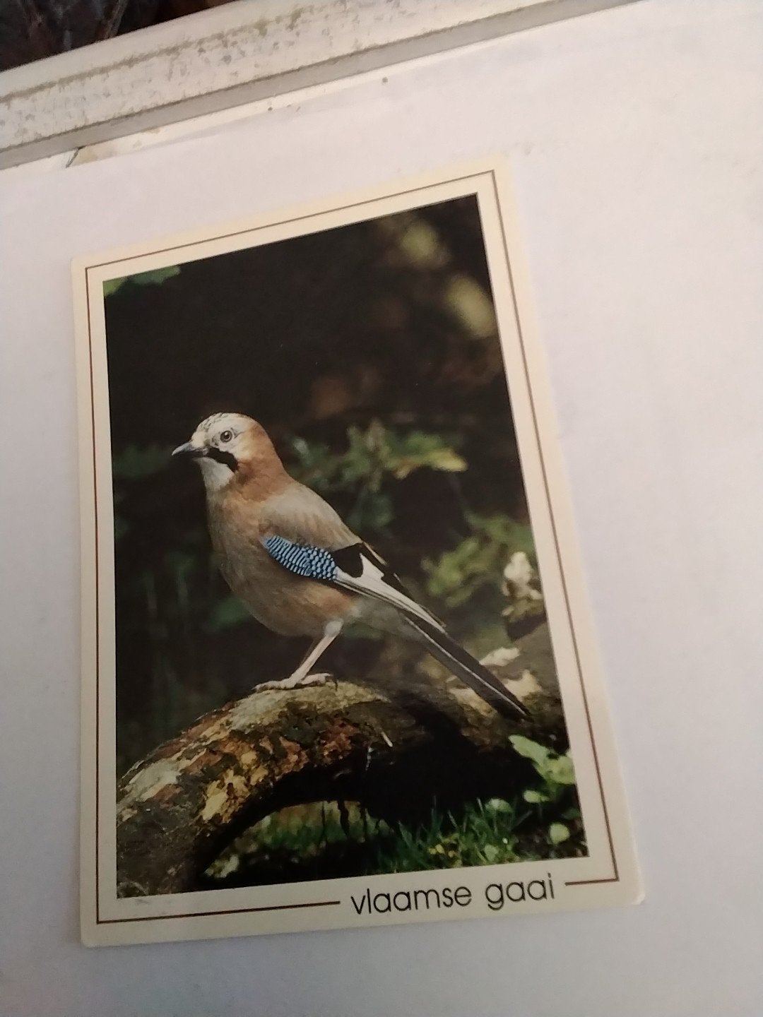 Oude ansichtkaart Vlaamse Gaai - Gelopen, Ophalen of Verzenden, 1980 tot heden, Gelopen