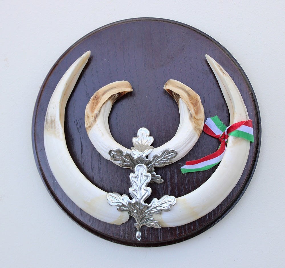 Groot schild tanden EVERZWIJN / WILD ZWIJN - ref.  GE19