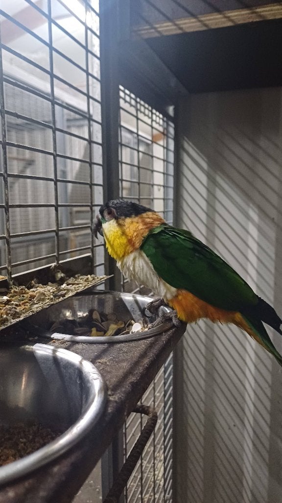 Te koop zwartkopcaique man, Dieren en Toebehoren, Mannelijk, Papegaai