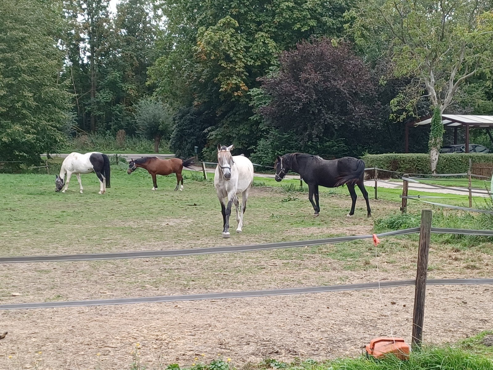 pensioenstalling voor pony, Dieren en Toebehoren, Stalling