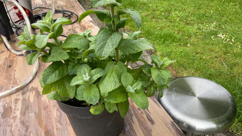 Wolmunt plant in pot, Tuin en Terras, Volle zon, Vaste plant, Ophalen of Verzenden, Kruiden