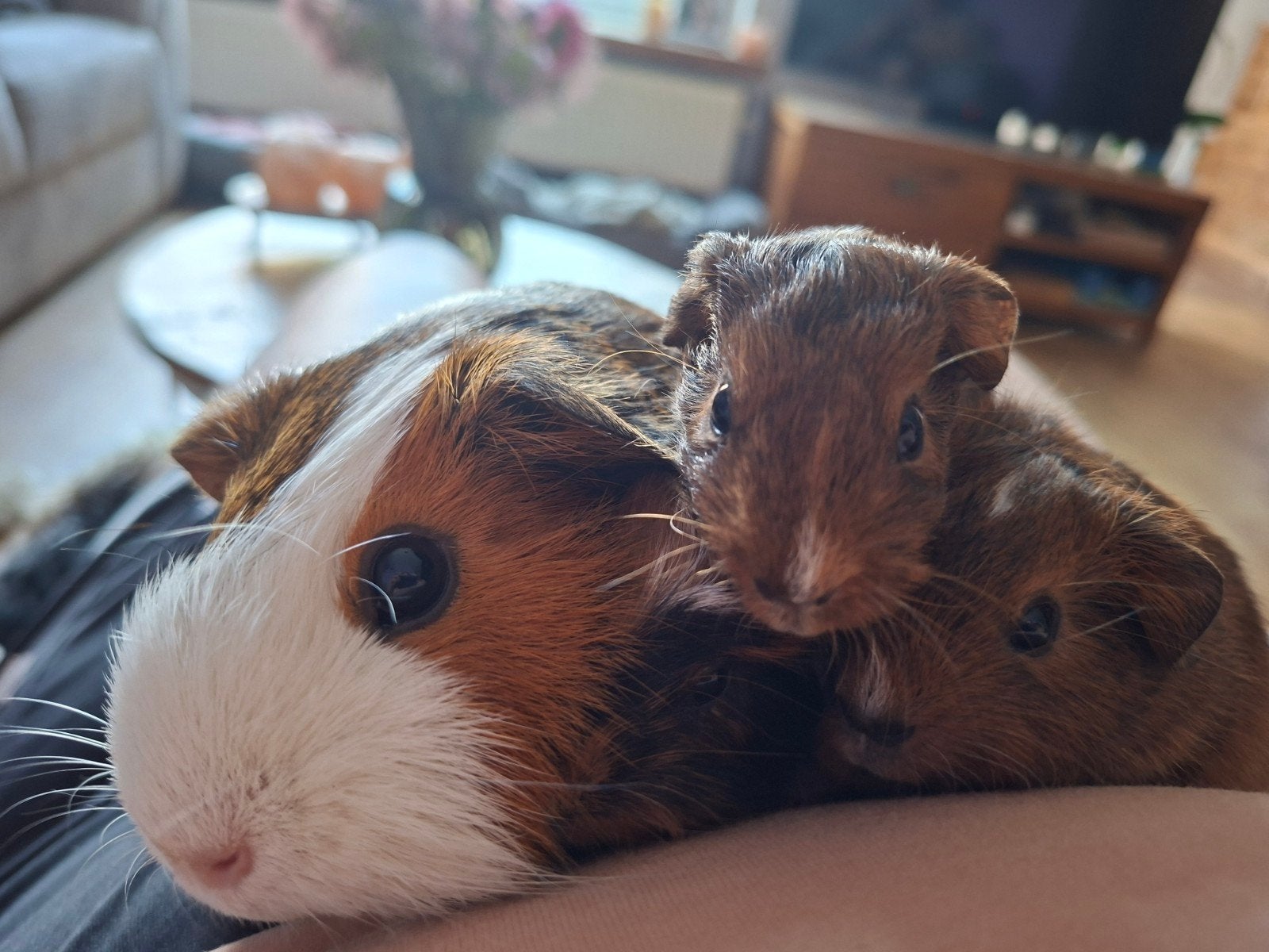 liora zeugje 10 juli geboren, Dieren en Toebehoren, Knaagdieren, Cavia, Juli, Vrouwelijk, Tam