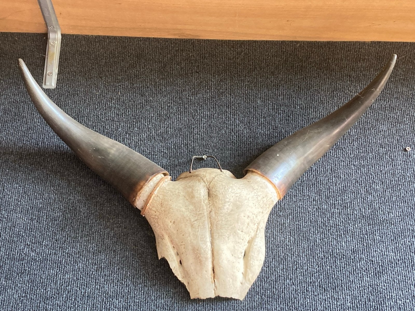 Grote hoorns op schedel - Decoratie, Ophalen of Verzenden